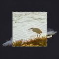 aigrette