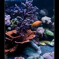 Maladie bacterienne qui atteint mes coraux