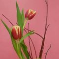 Quelques Haïku et compositions florales (Ikebana) de nos élèves