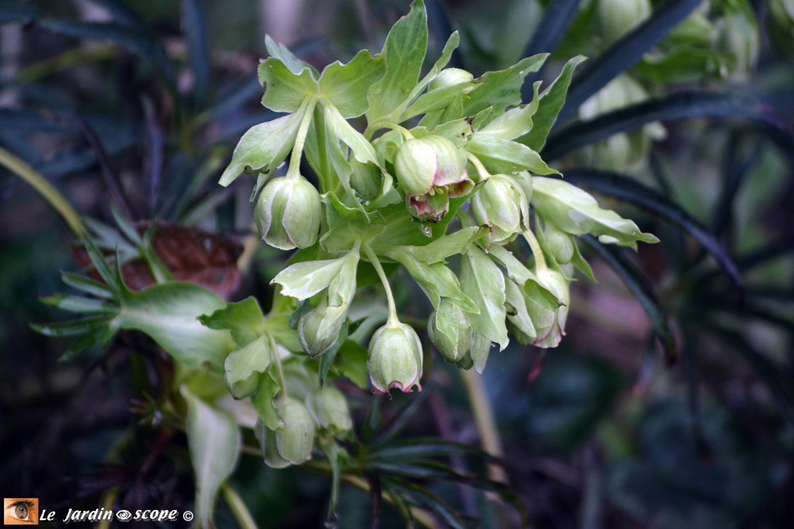 Hellebore-fétide