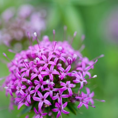 Comme un feu d'artifice...