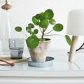 Le Pilea Pépéromioïdes