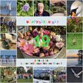 C'est le 19ème anniversaire de mon JardinOscope