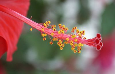 Nous ont chanté les roses de Chine