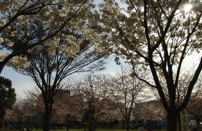 Higashi-kasai keyaki koen