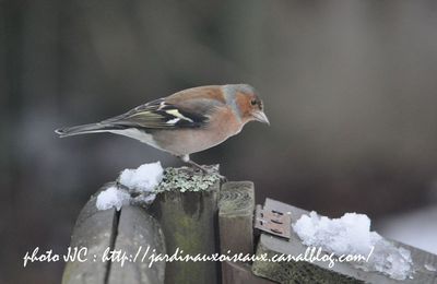 Réveil sous la neige, le Rouge-gorge perd sa timidité !