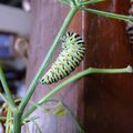 naissance de papillon machaon