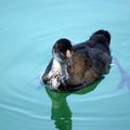 Le petit de la poule d'eau