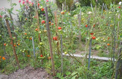 Tomates (suite)