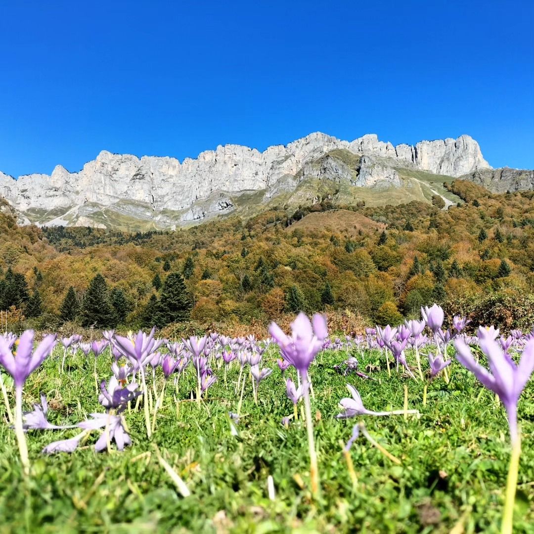Lescun, plateau de Sanchèse, Orgues de Camplong et colchiques, insta (64)