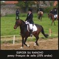 Le poney français de selle