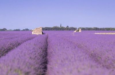 Lavande de Provence 