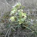 Une hellebore sauvage ...