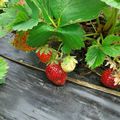 Malgré le temps pluvieux, les fraises et les premières framboises sont là, faciles à cueillir de 14h à 19h et le dimanche matin 