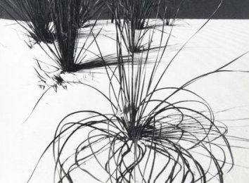 Lucien Clergue (né en 1934), Algue, circa 1975; Joncs, 1982 & Jonc, 1986
