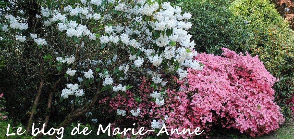 le blog de Marie-Anne56
