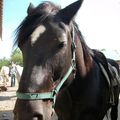 une journée avec des chevaux