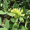 Astragale(Astragalus membranaceus)