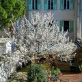 Arbre en fleurs, avril. 