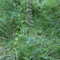 Orchidées sauvages vues en ce 16 juillet 2013 : l'epipactis à larges feuilles.