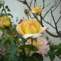 Roses du jardin de mon enfance