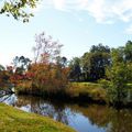 L'Etang de SAINTE FOY (suite n° 2)....