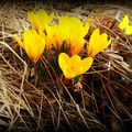 ronde photographique (semaine 5): les fleurs du printemps