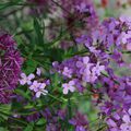 quelques fleurs de jardin