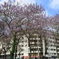 La balade dans Paris du dimanche