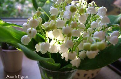 1er mai....le muguet ...