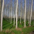 Peupliers, vue sur Garonne, camping, voies vertes...