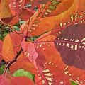 Des couleurs d'automne flamboyantes sous la grisaille du ciel