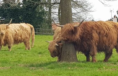 Les vaches Highland disparues : "On nous a envoyées paître"