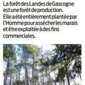 Forêt des Landes de Gascogne