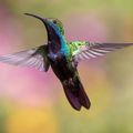 Un petit colibri...