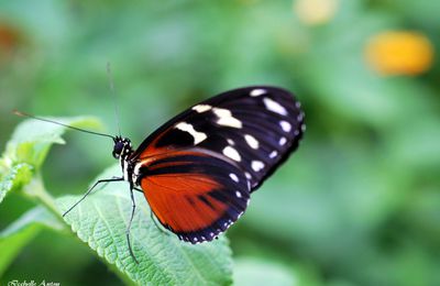 Le Tropique du papillon..............