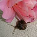 L'escargot à la rose