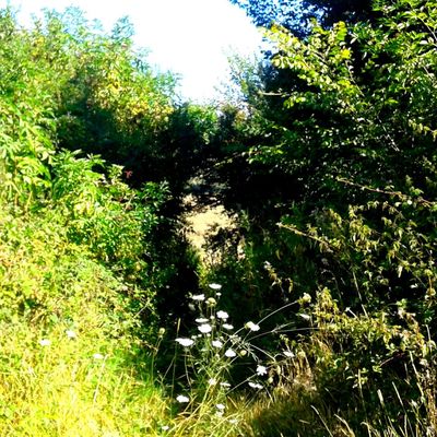 Photographie (campagne, été 2016)