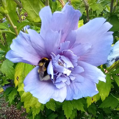 Hibiscus mauve, parme ... 