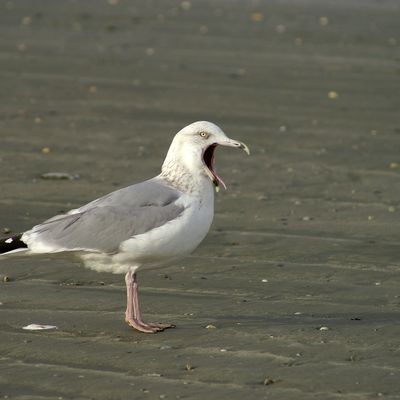 J'ai beau ouvrir mon bec, je suis quand même mouette !