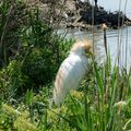 10 - Jeune aigrette garzette