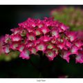 Hortensias roses en Brocéliande