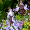 Camaïeu de bleus au jardin Hanbury ... et première rencontre avec le coleus amboinicus ...