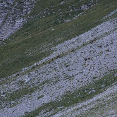 Au milieu d'une harde de chamois...