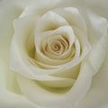 Renergisante rose blanche 