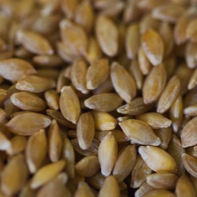 Have you met... le petit épeautre ?