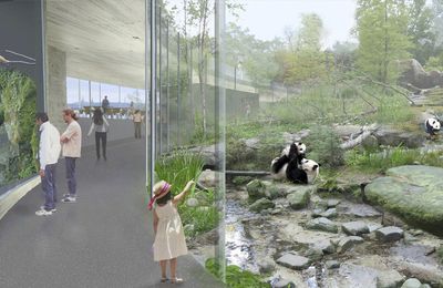 République tchèque : le zoo de Prague n’accueillera pas de pandas géants 