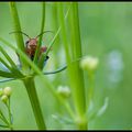 Le bonheur est dans le pré