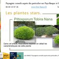 🍀 Pittosporum tobira nana par Paysagiste Pays Basque et Paysagiste Landes.
