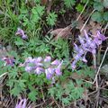 Corydalis solida, avec une semaine de retard